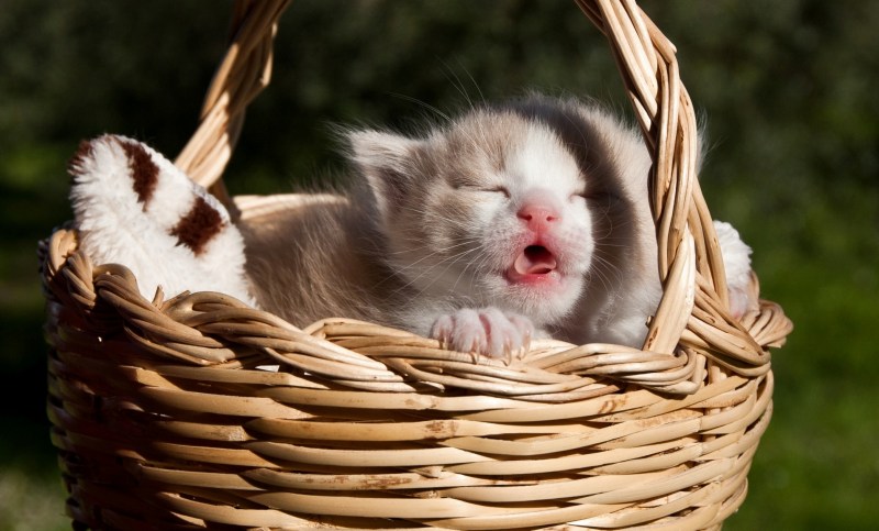 Спящий котенок в корзинке