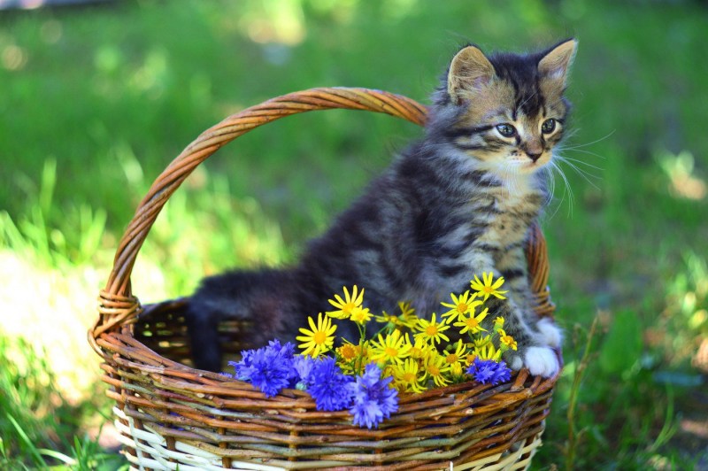 Кот в корзинке с цветами