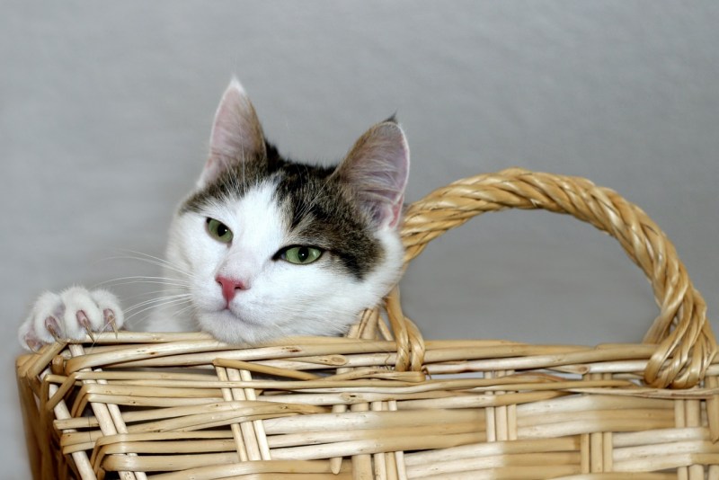 Кошка в лукошке