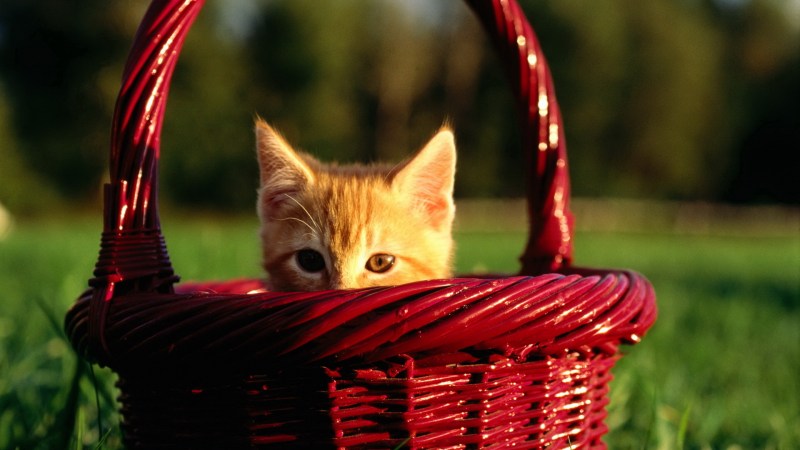 Милый котенок в корзинке