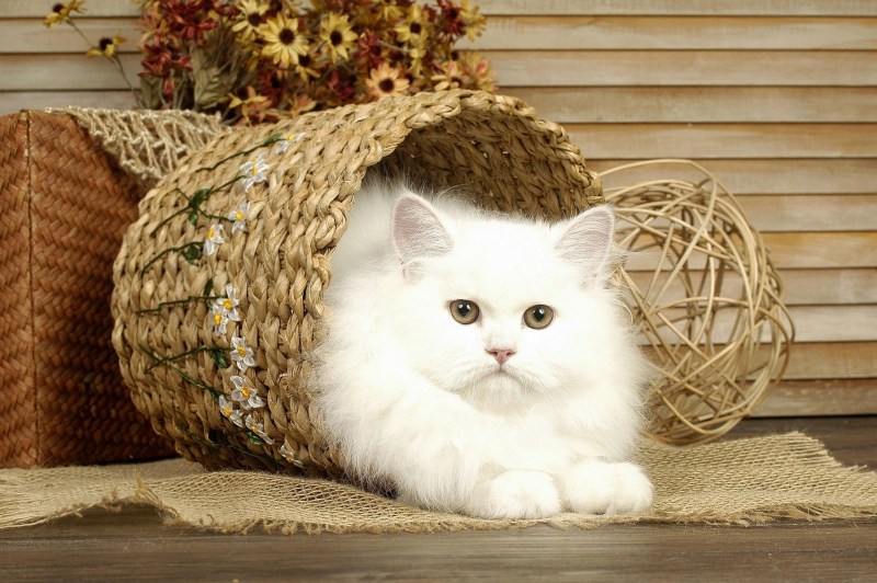 Кошка в лукошке