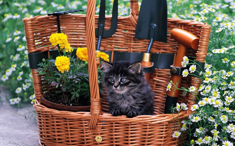 Корзинка для кошки