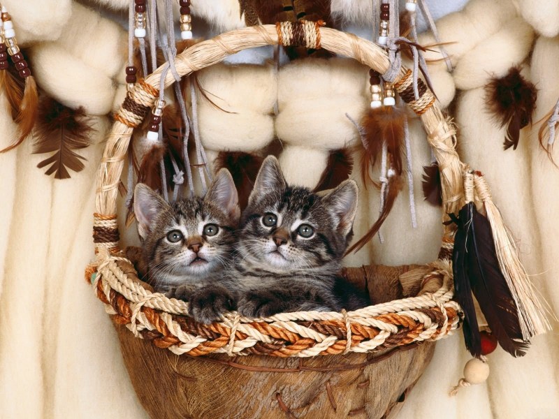 Котятки в корзинке