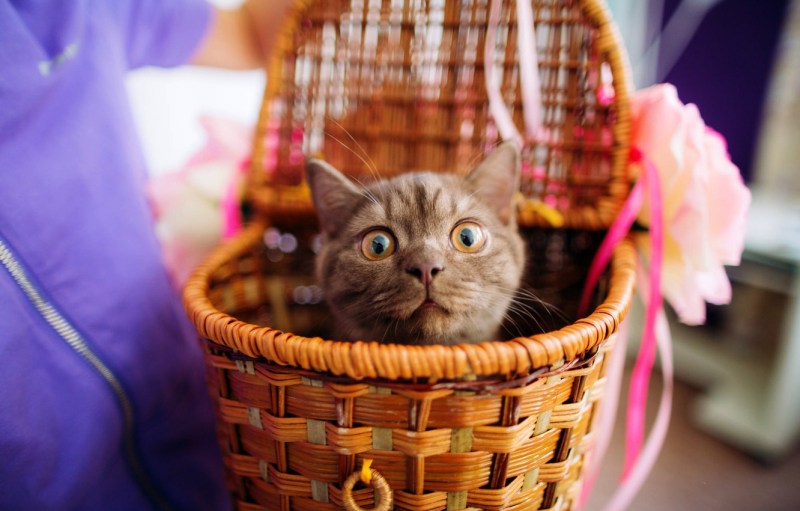 Кошка в лукошке