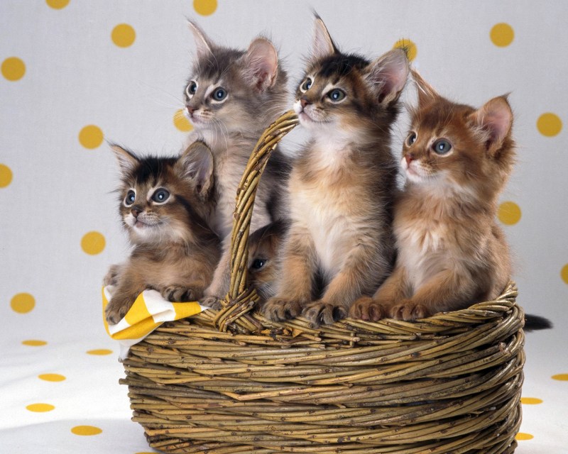 Котята красивые в корзине