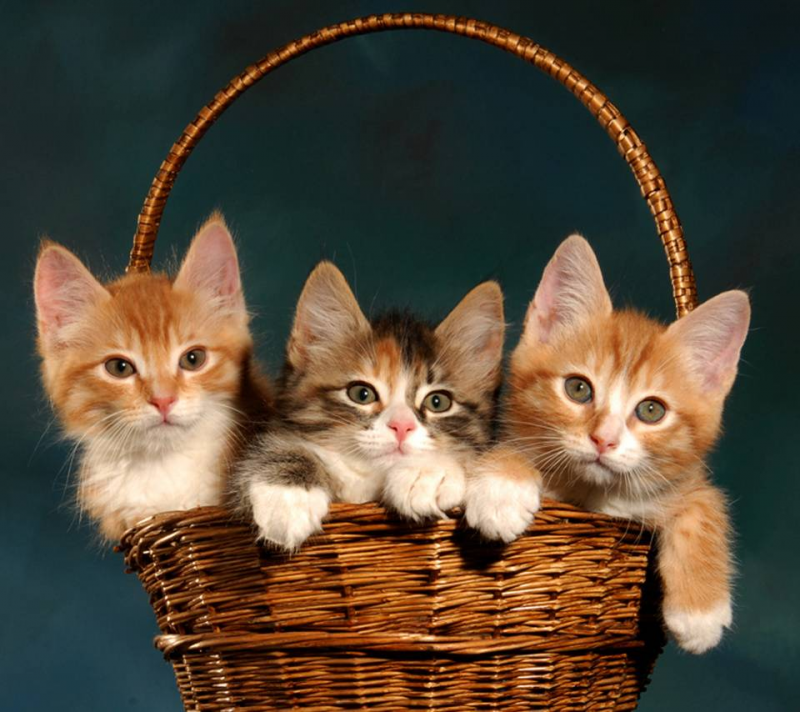 Корзинка для кошки