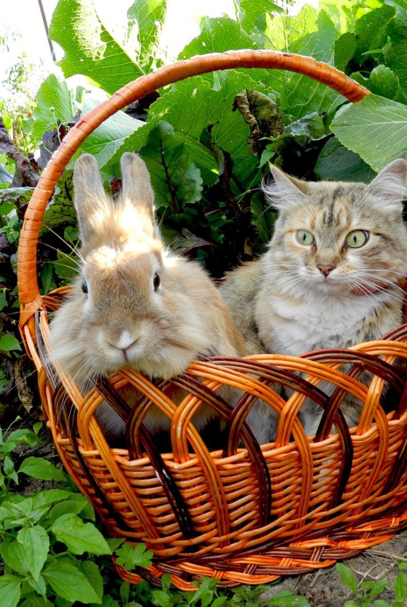 Кошка в лукошке