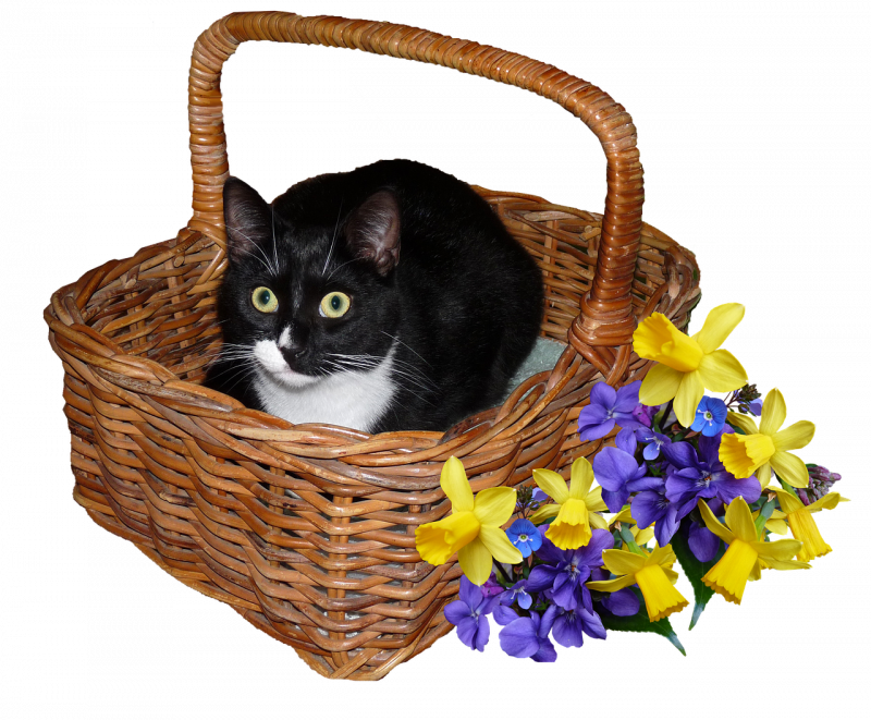 Котята в корзинке
