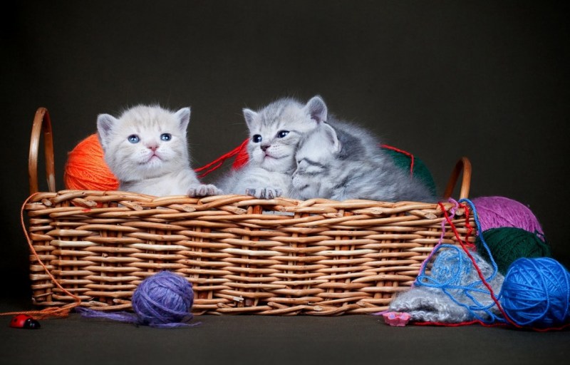 Корзинка для кошки