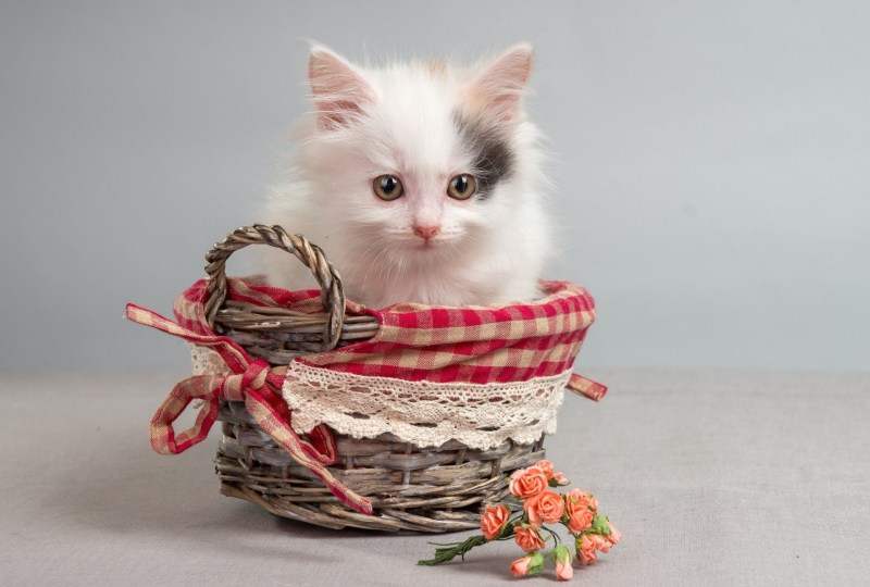Коты в корзинке