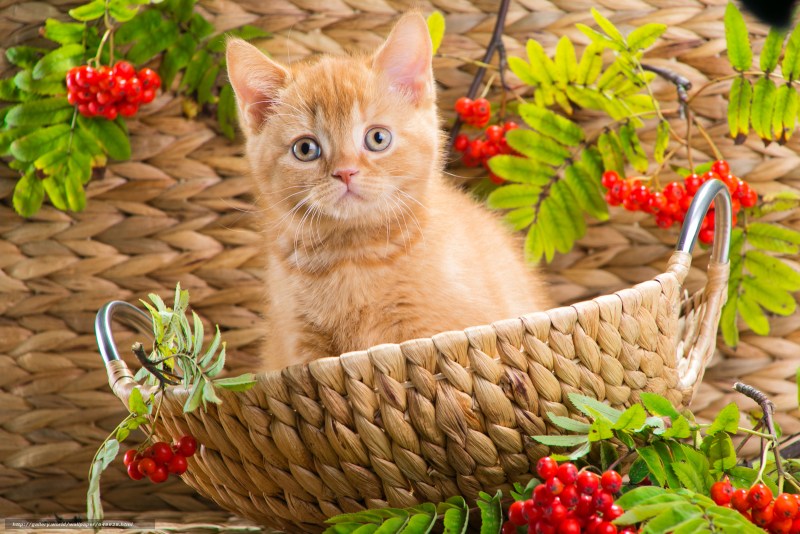 Котик в лукошке