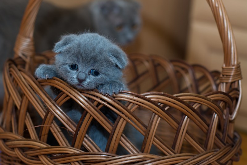 Британец вислоухий котенок полосатый