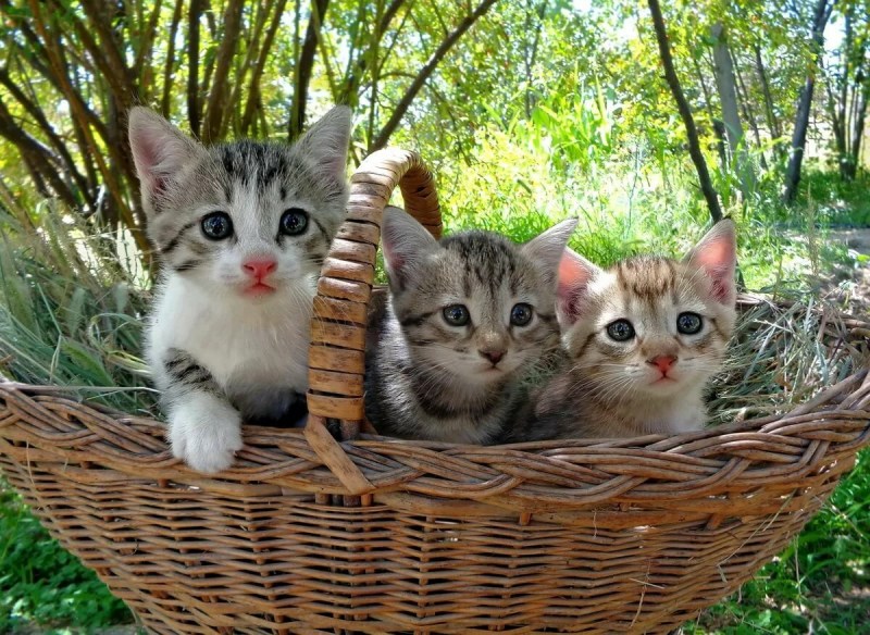 Котята в корзинке