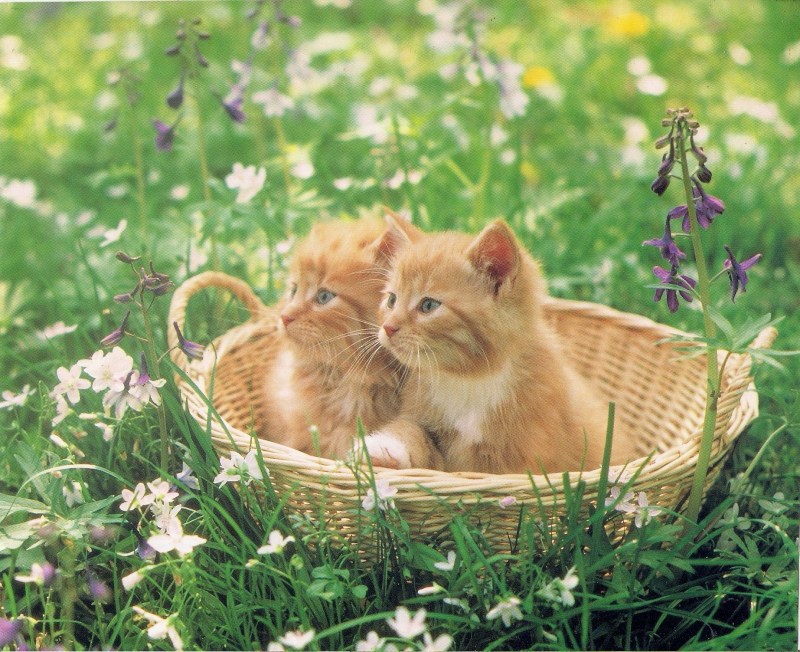 Котята в корзине