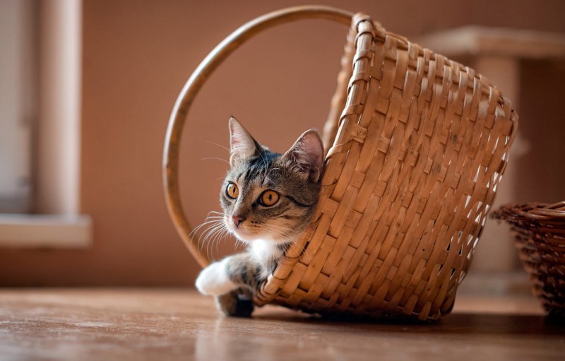 Кошачий дом