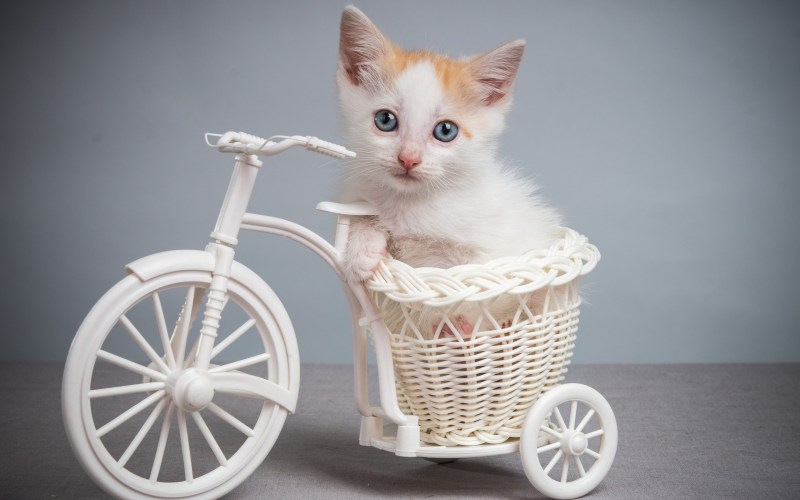 Котик в корзинке велосипеда