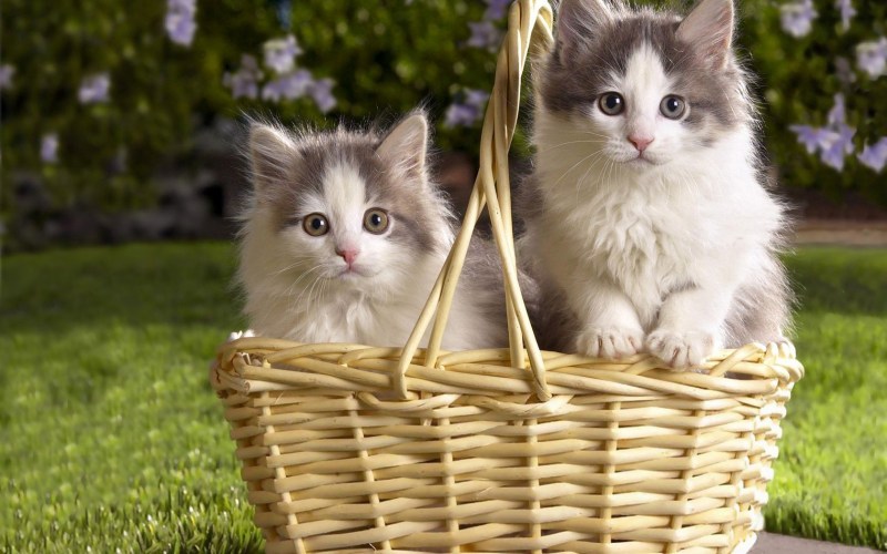 Котята в лукошке