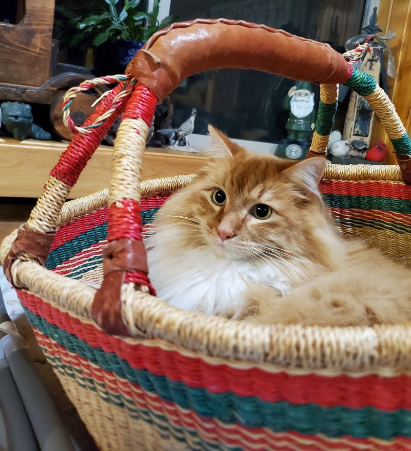 Пушистые котята