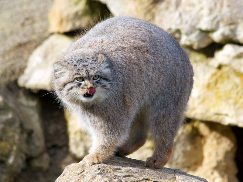 Кот Манул