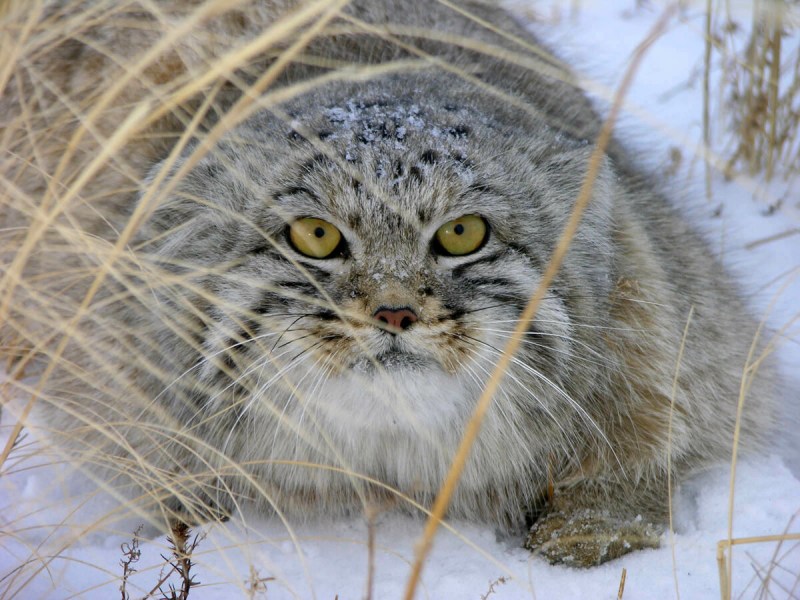Степная кошка Манул