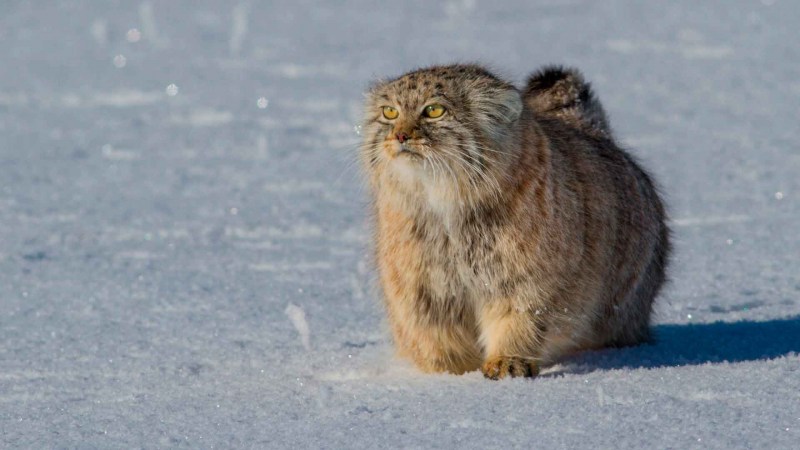 Кот Манул зимой