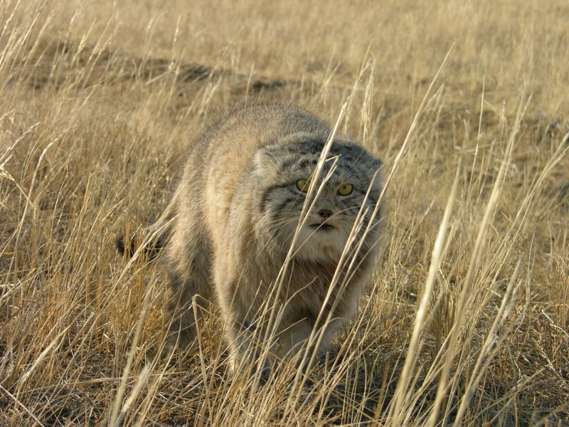 Лесной кот Манул