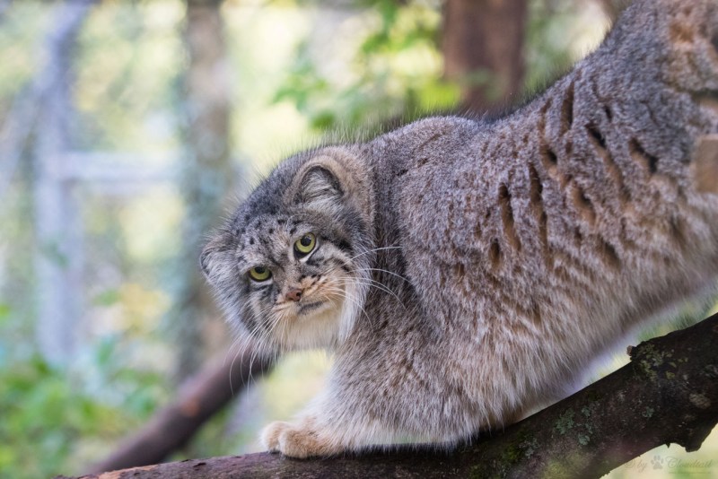 Кот Сибирский Манул