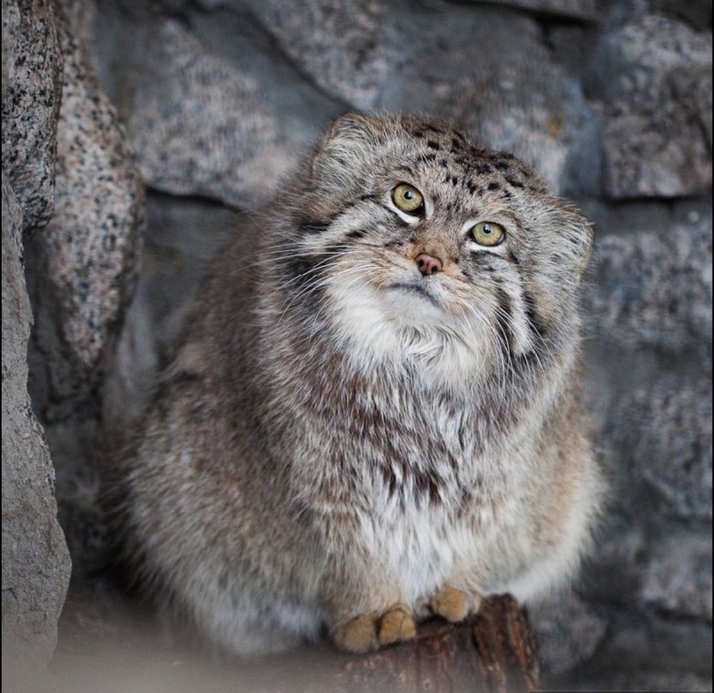 Кот Манул Даурский заповедник