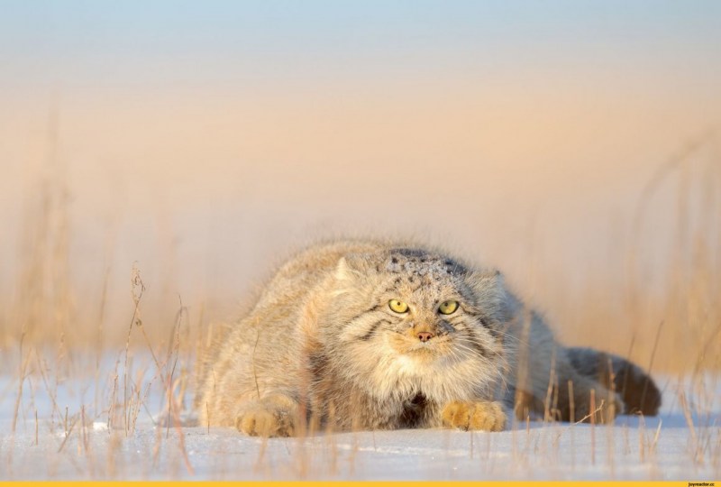 Забайкальский кот Манул