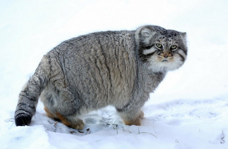 Кот Манул в Забайкалье