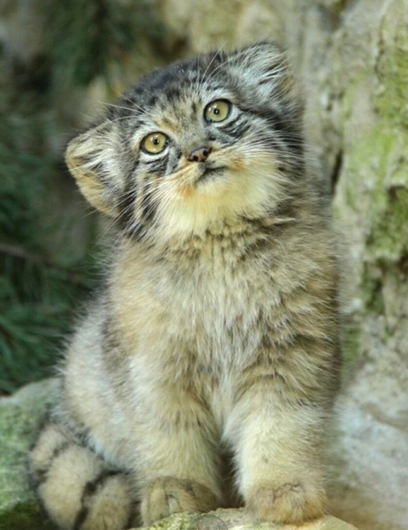 Сибирский дикий кот Манул