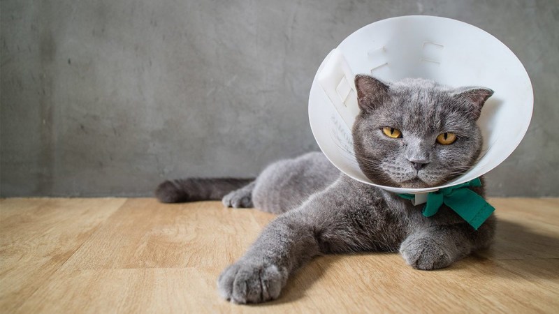 Ошейник для кошек Flea and Tick