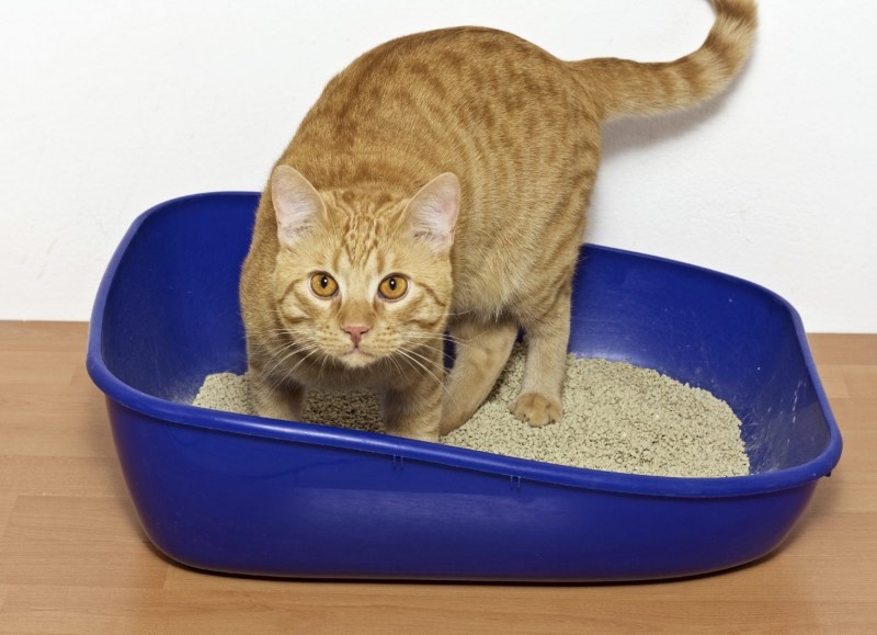 Маленький котёнок в квартире