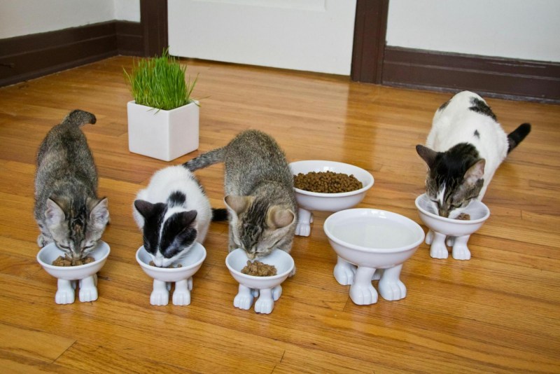 Приучить котенка к лотку