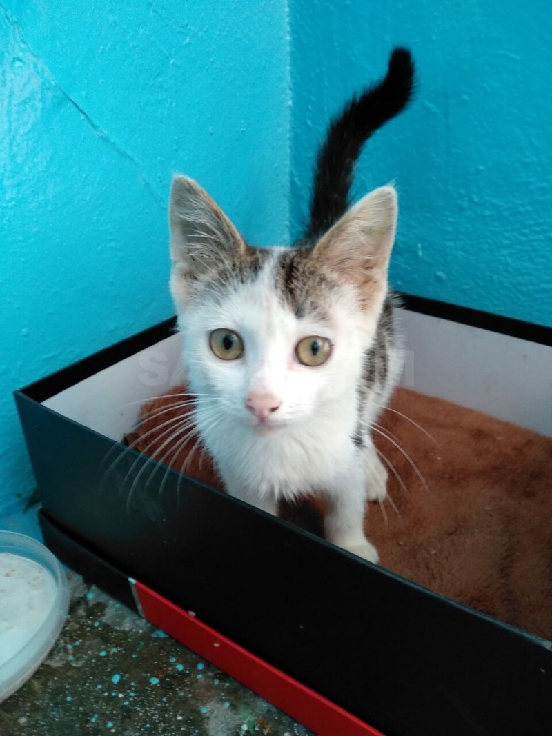 Приучаем кота к лотку