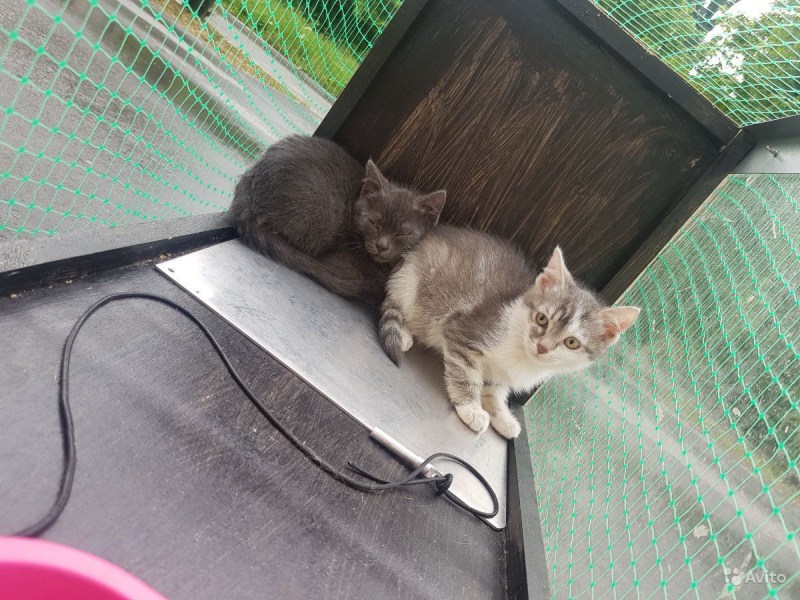 Лоток для кота