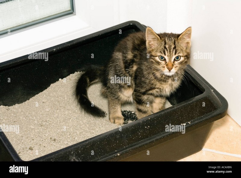 Лоток для кошек