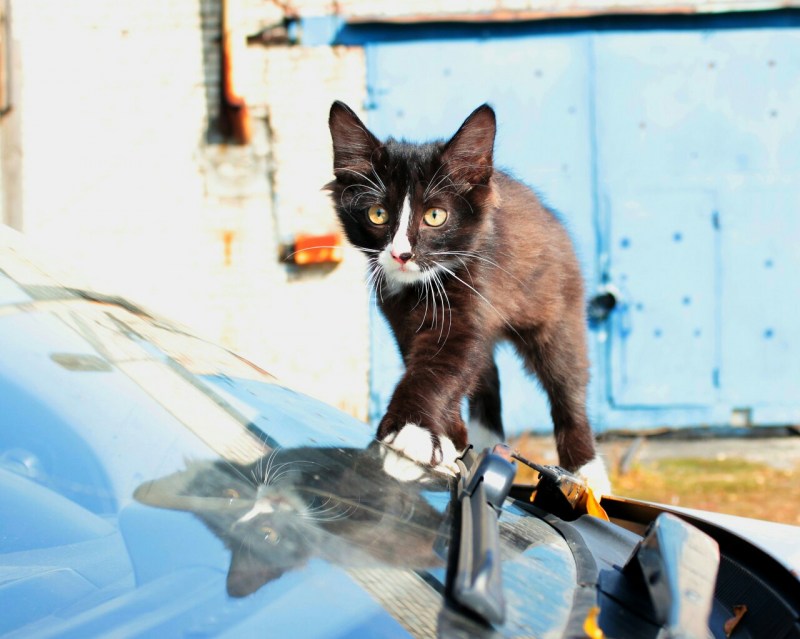Лоток для котят