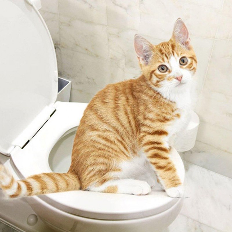 Наполнители для котят для приучения к лотку