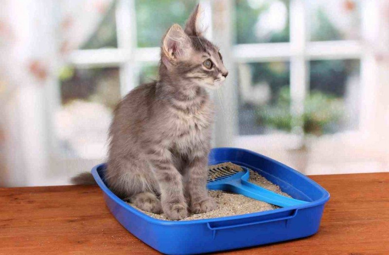 Приучение кота к лотку