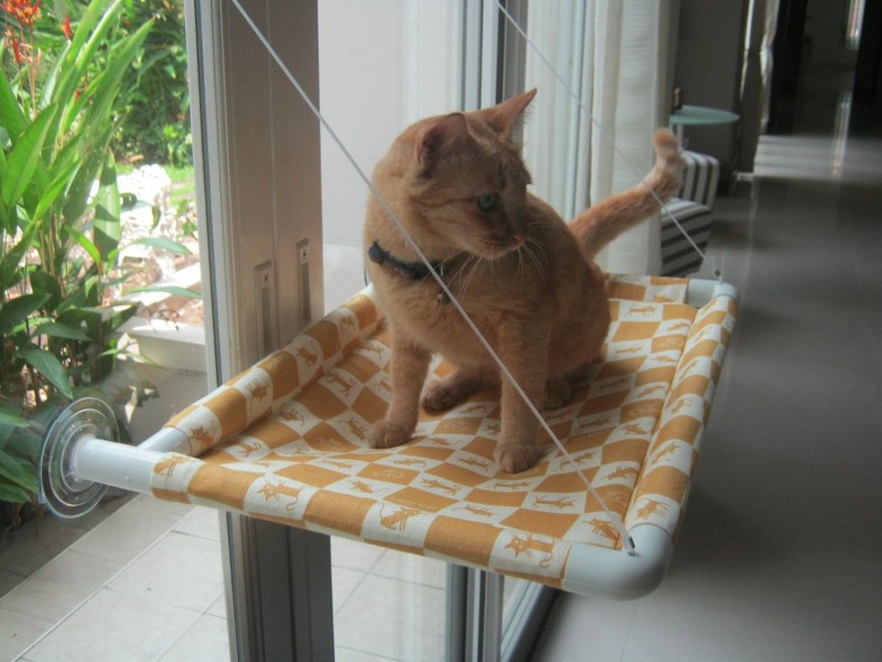 Приучить котенка к лотку