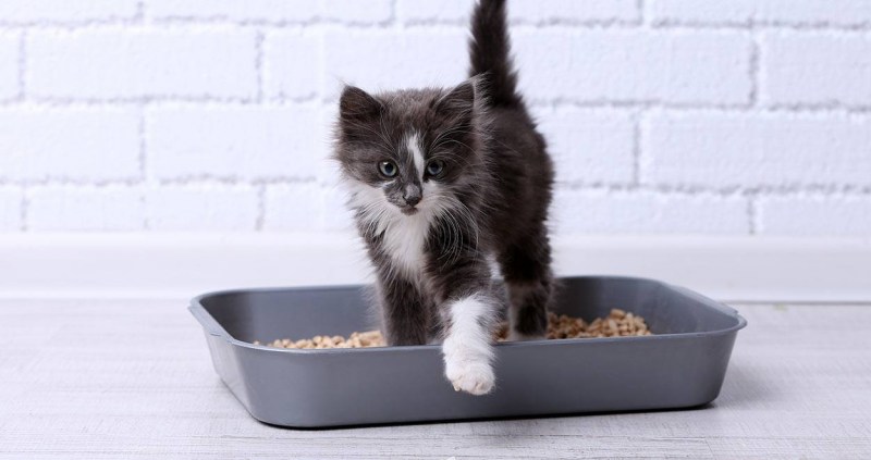 Лоток для котят