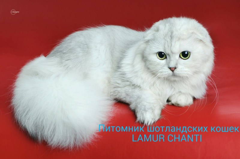 Скоттиш фолд пушистый