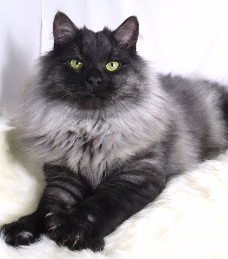 Черный сибирский кот: описание породы, правила ухода | Дачная жизнь / Домашние рецепты | Дзен