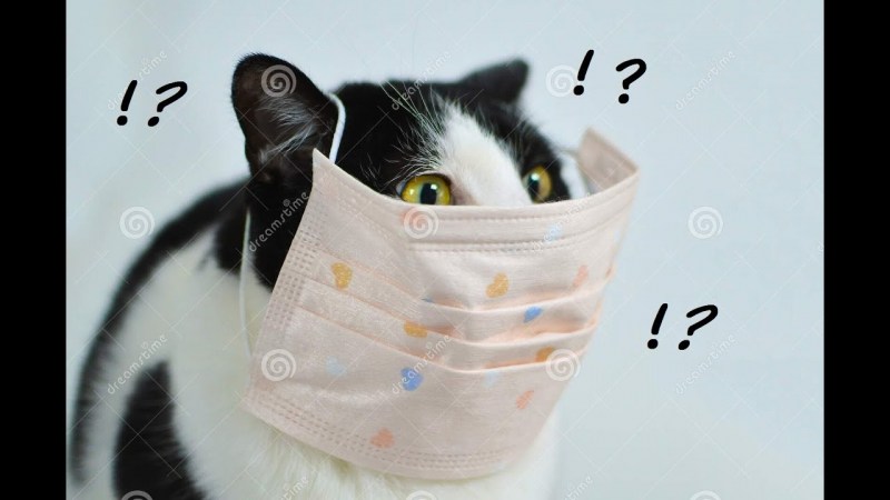 Коты в медицинских масках