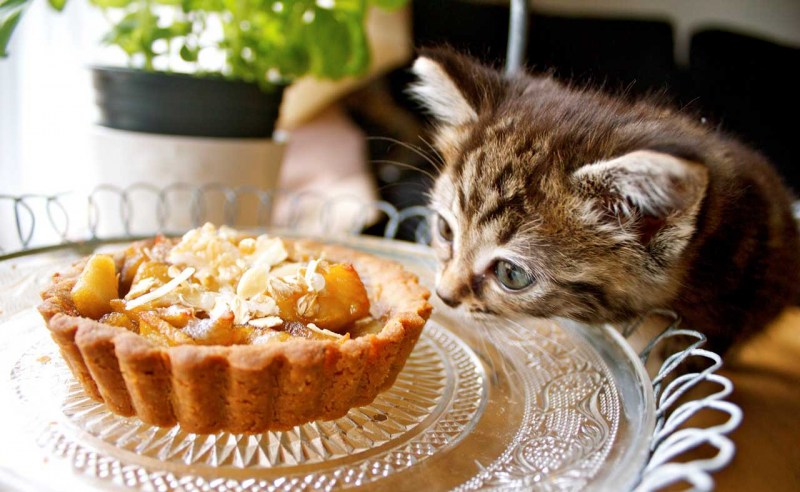 Кот и пирожное