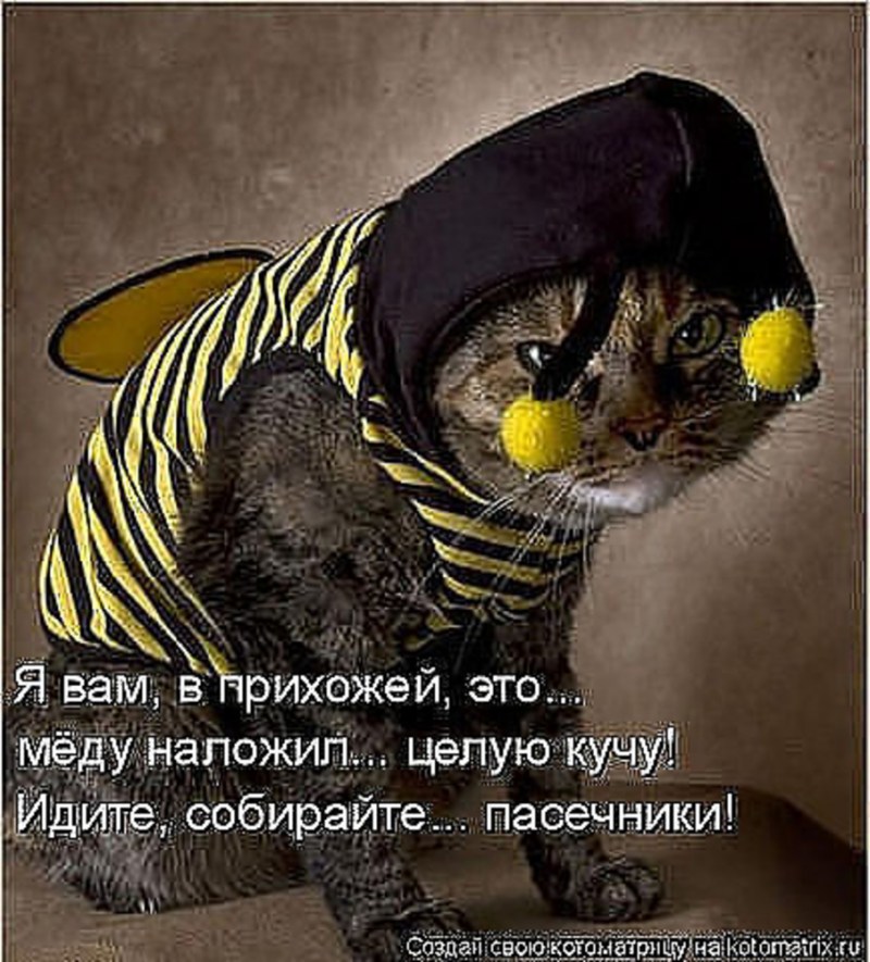 Кот в костюме пчелы