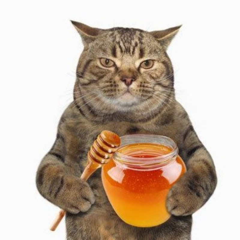 Медовый кот