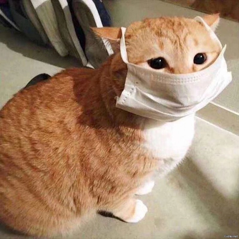 Котик в костюме врача