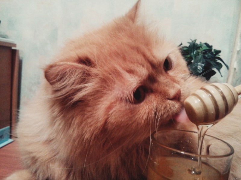 Кошка и мед